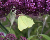 brimstone