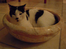 Cat Bowl