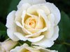 [white+rose+photo.jpg]