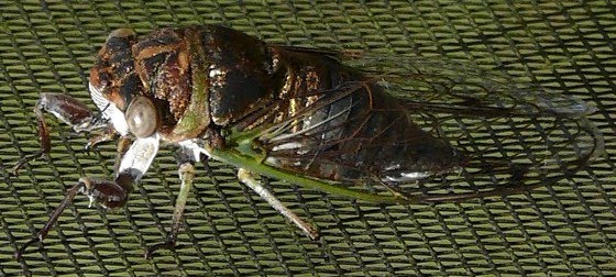 The Southern Dog Day Cicada (tibicen davisi)