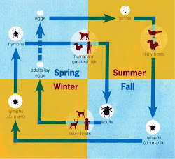 Life Cycle