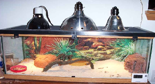 Awesome Leopard Gecko Information Looking After A Leopard Gecko