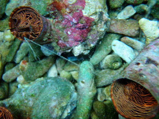 [Worm+shell+3.JPG]