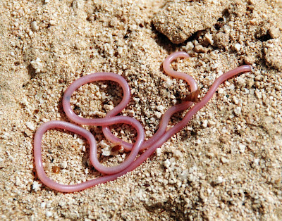 Snakes In Dubai