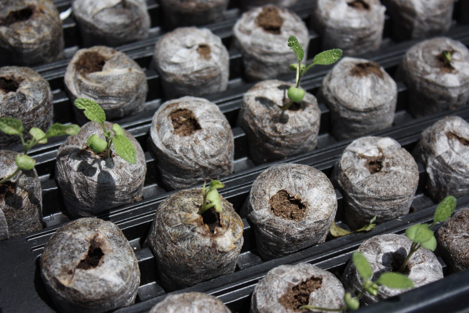 Serenity Valley Farm Sage Seedlings