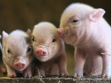 Piggies!