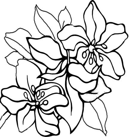 Free Flower Coloring Pages | Coloring Pages