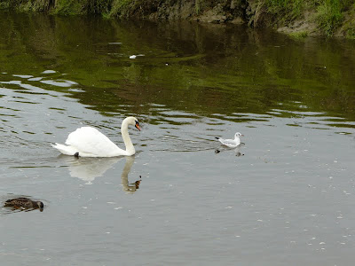 Waterfowl on The Lizard in Cornwall