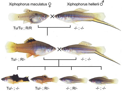 manage your freshwater aquarium tropical fishes and platy growth chart