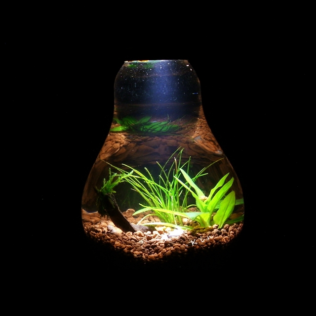 manage your freshwater aquarium