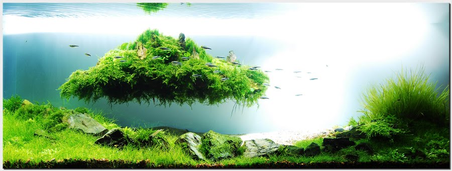 [Image: 1_plantedtank_islandscape.jpg]