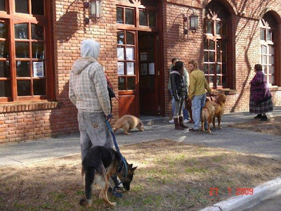 perros
