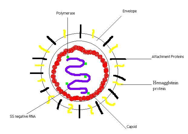 struktur virus distemper