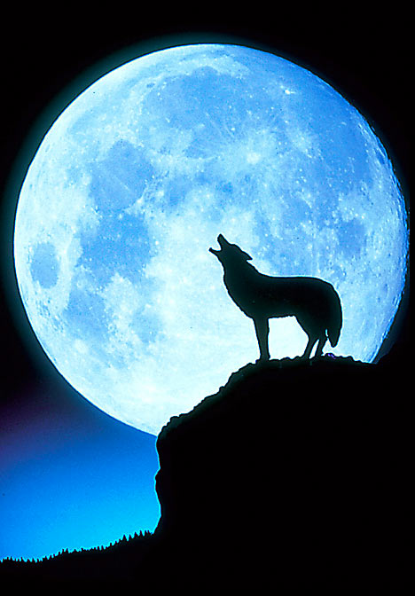 A wolf howling at the moon.