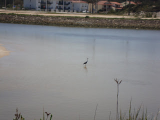 Foto Praia da vieira - passaro toma banho na praia fluvial