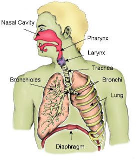 anatomy of respiratory system pdf ppt