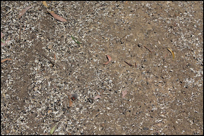 Grants On Sherbrooke