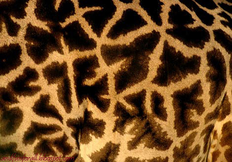 [giraffe-spots-479042-ga.jpg]