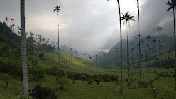 Vallée de Cocora_Colombie