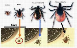 PREVENCION DE LAS PICADURAS DE LAS GARRAPATAS