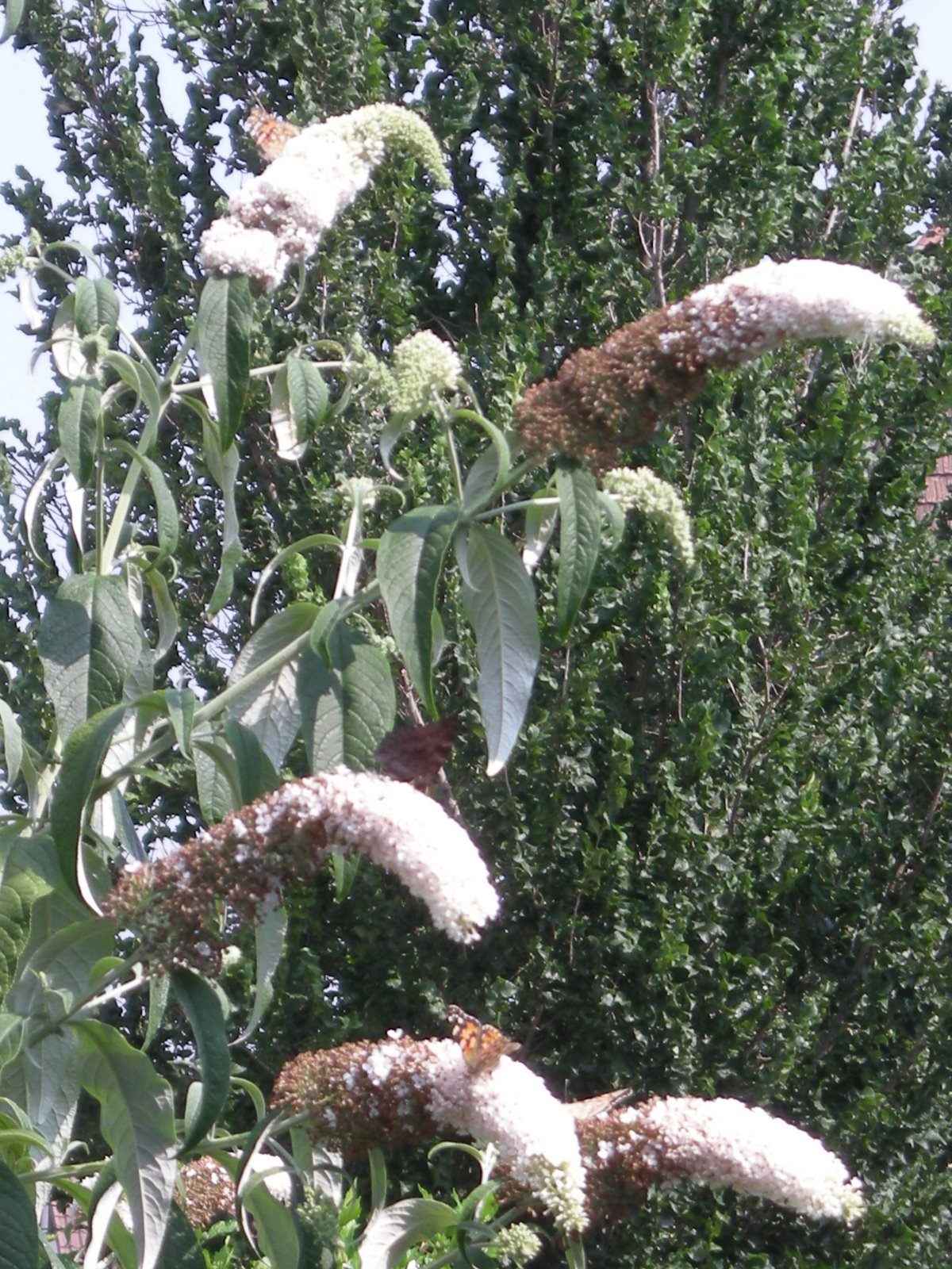 [butterflies+035.JPG]