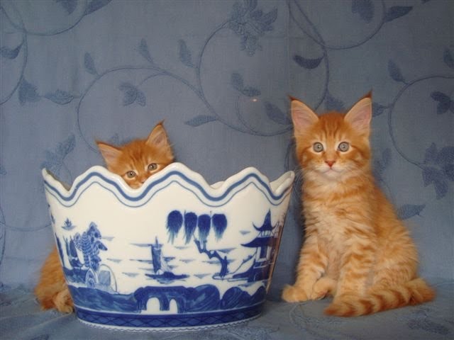 [ViceRenéeAred8sem.JPG]