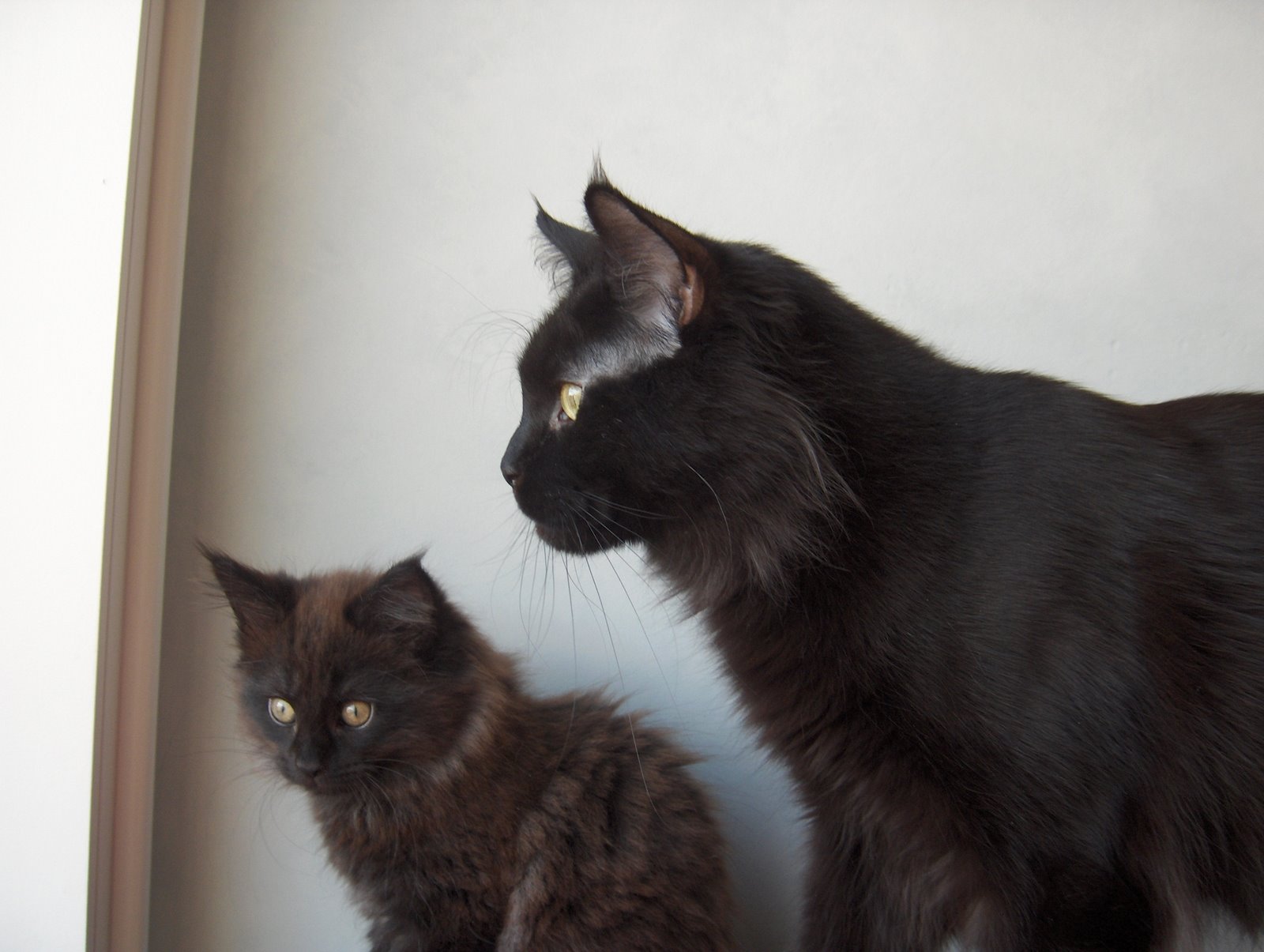 [Sandy+e+Didi.JPG]