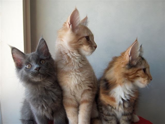 [Trio171009.JPG]