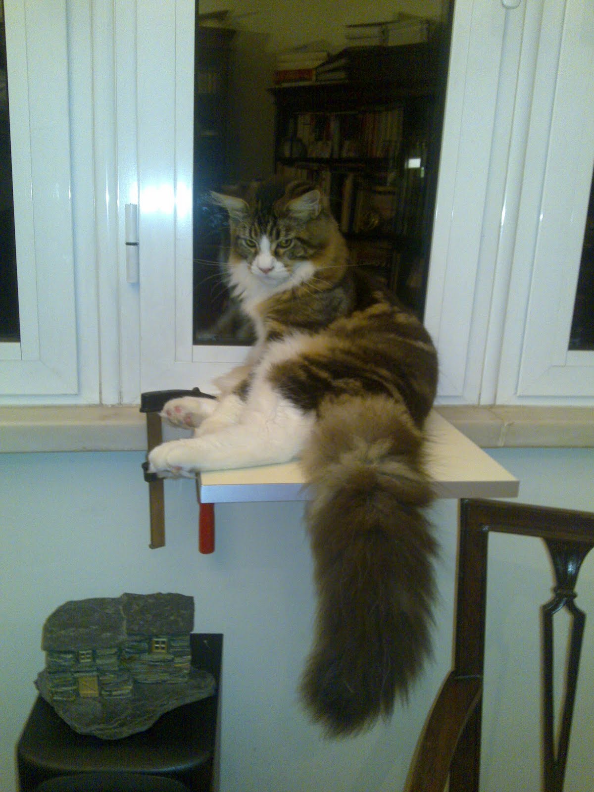 [Charlie+7,5meses.JPG]