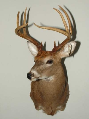 Deer Heads