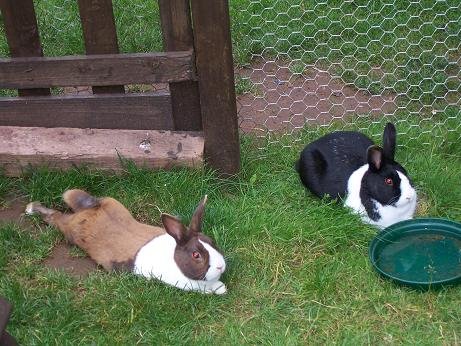 Rabbit Willy