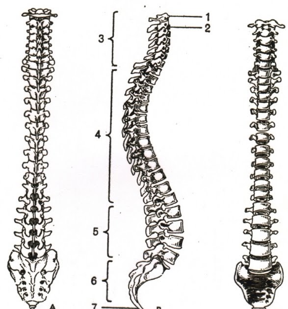 YOGA, VOICE, SPEECH AND ACTING SPINAL CORD AND POSTURE EXERCISES