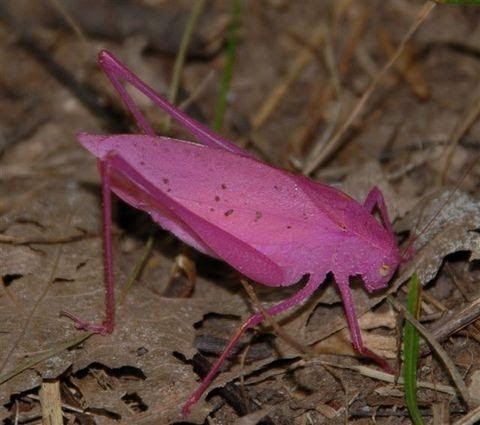 Billy Info: [Gambar]- Binatang-Binatang Berwarna Pink