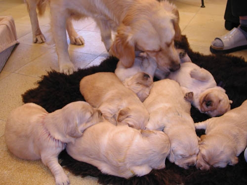 [GR+com+mãe+na+hora+do+mimo.JPG]