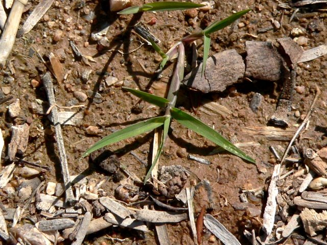 [bermuda_sprout.JPG]