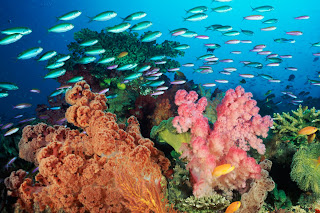 Coral Landscape With Soft Corals and Fish, Fiji
