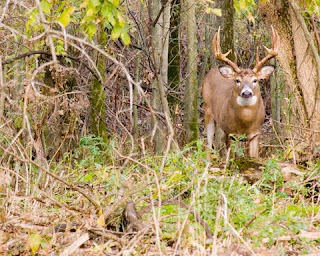 hunted deer hunted deer