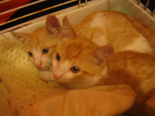 Star e Samantha > Duas gatinhas pequerruchas para adopção! IMG_1107