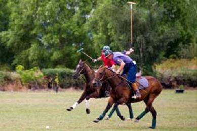 Polo (along with golf and skiing) is a recognised treatment for dyslexia