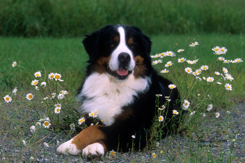 Mount Bernese