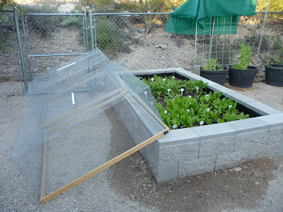 A Small Tucson Desert Garden Raised Vegetable Bed Protection Update
