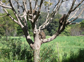 Monkeys in trees. What will they think of next?