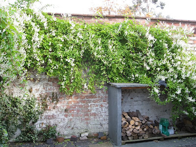 White-flowering trailing plant in garden