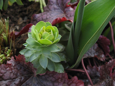 Group of plants from Oxford Botanic Gardens