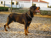 Rott