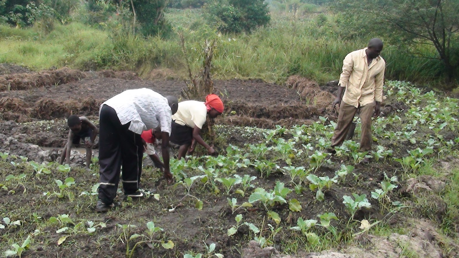 COMMUNITY VEGETABLE GARDENING IN UGANDA Photo Gallery