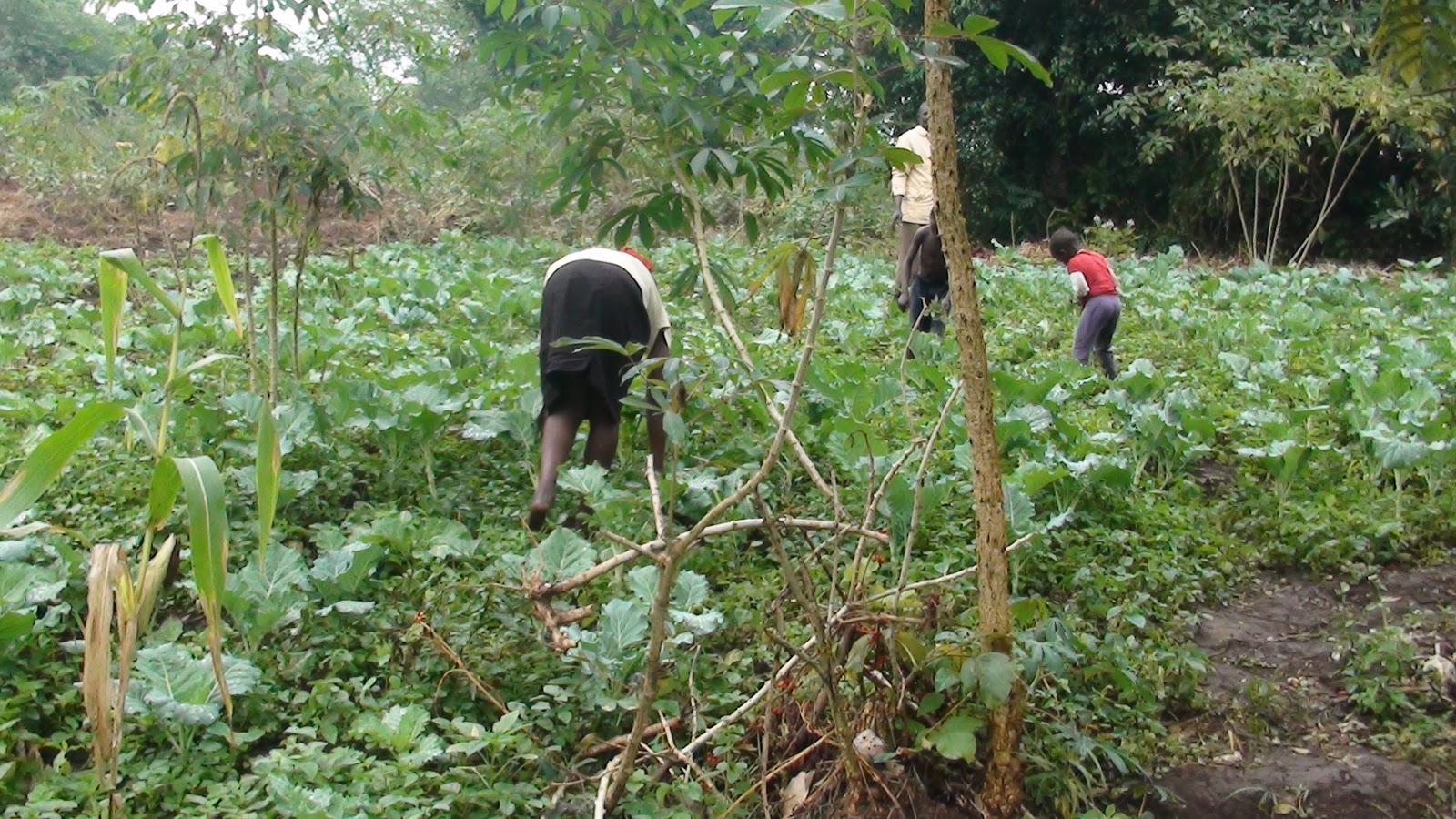 COMMUNITY VEGETABLE GARDENING IN UGANDA Photo Gallery