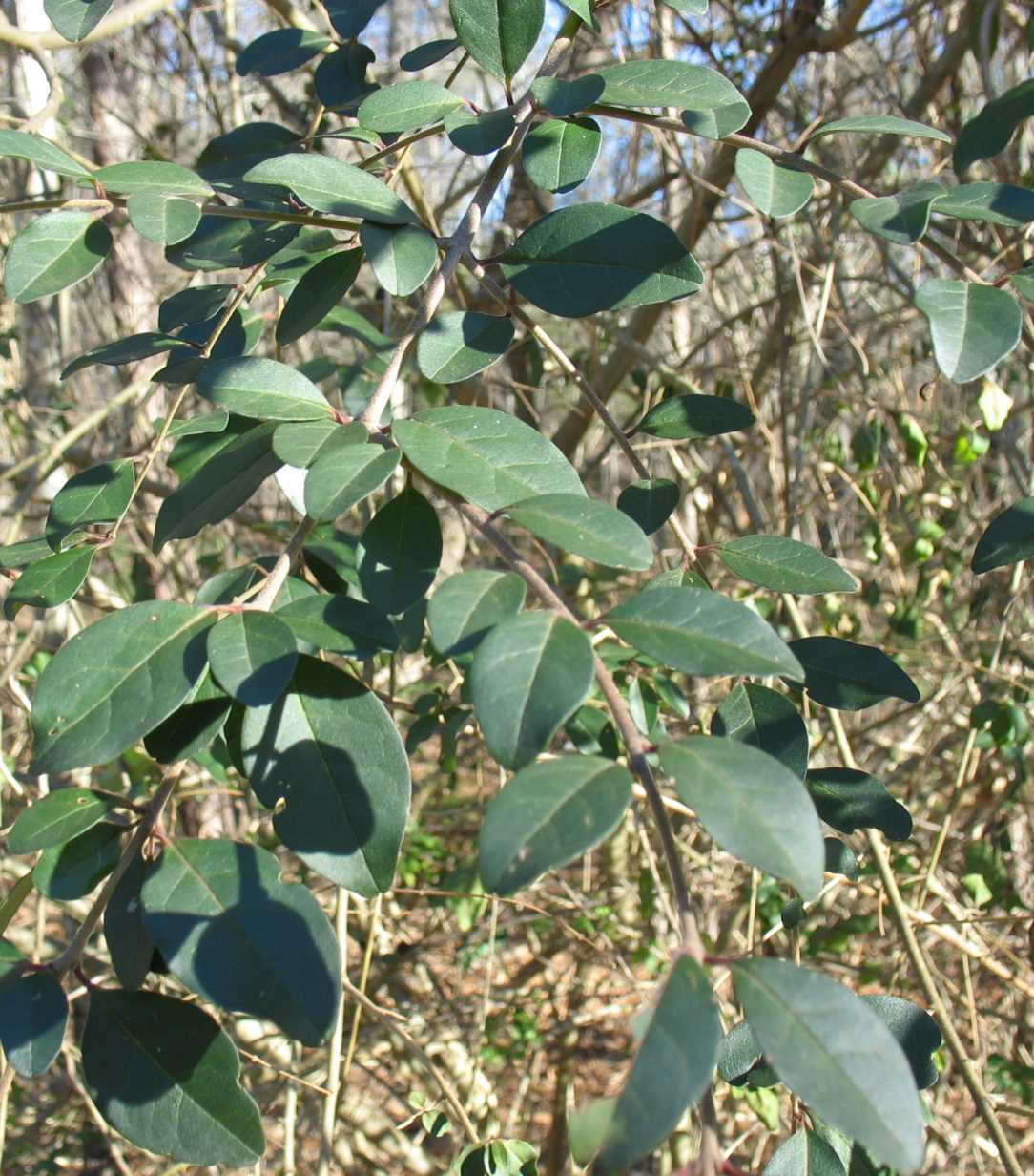 Glossy Privet Stock Photos Glossy Privet Stock Images Alamy