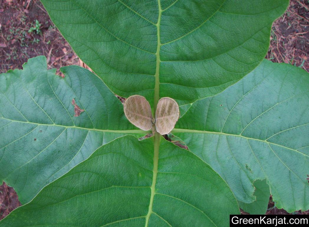 Teak Leaves