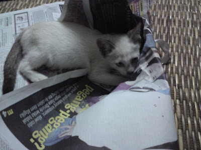 Budak Bunuh Diri Di Ts